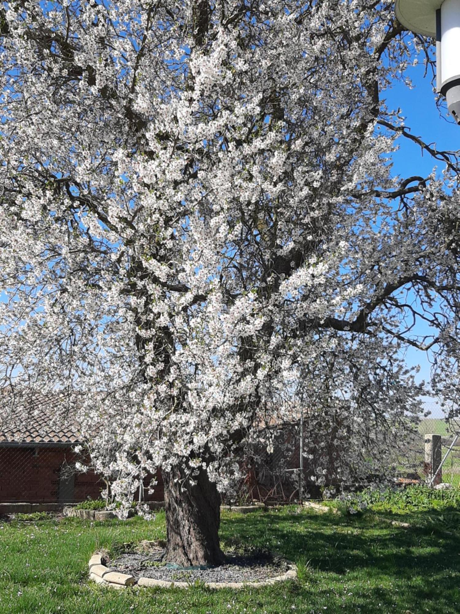 Willa El Almendro Del Cura Villarmayor  Zewnętrze zdjęcie